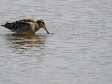 <span style='font-size:0.75em'><strong>Vogelbobachtung auf Fehmarn</strong> ©ewgfoto</span>