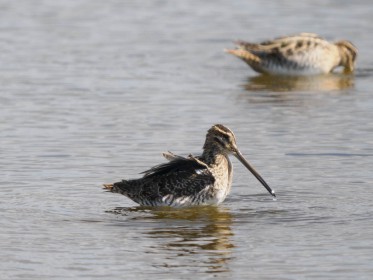 <span style='font-size:0.75em'><strong>Vogelbobachtung auf Fehmarn</strong> ©ewgfoto</span>