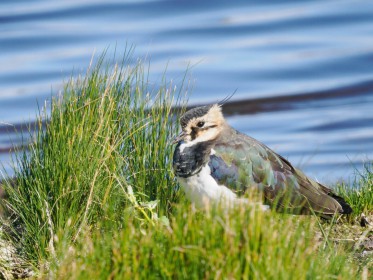 <span style='font-size:0.75em'><strong>Vogelbobachtung auf Fehmarn</strong> ©ewgfoto</span>