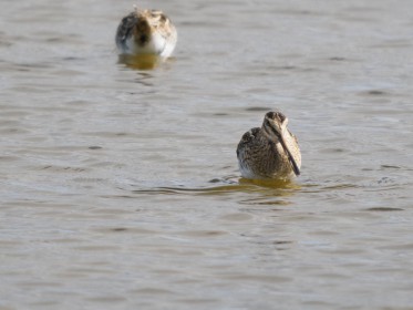 <span style='font-size:0.75em'><strong>Vogelbobachtung auf Fehmarn</strong> ©ewgfoto</span>