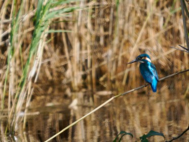 <span style='font-size:0.75em'><strong>Vogelbobachtung auf Fehmarn</strong> Der Eisvogel. Vielleicht hat er mehr Geduld als der Fotograf.. ©ewgfoto</span>
