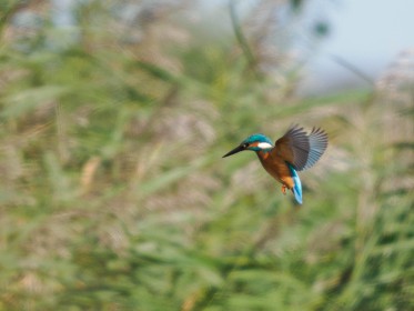 <span style='font-size:0.75em'><strong>Vogelbobachtung auf Fehmarn</strong> Hier hat der Eisvogel den Fotografen erahnt. Er blieb in der Luft stehen. ©ewgfoto</span>