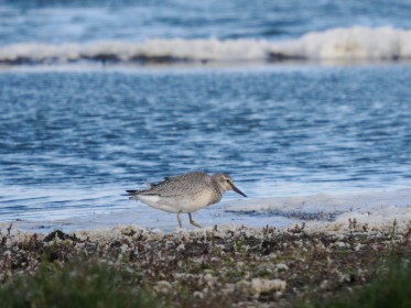 <span style='font-size:0.75em'><strong>Vogelbobachtung auf Fehmarn</strong> ©ewgfoto</span>