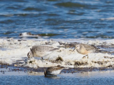 <span style='font-size:0.75em'><strong>Vogelbobachtung auf Fehmarn</strong> ©ewgfoto</span>
