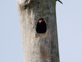 <span style='font-size:1.10em'>Ein Schwarzspecht schaut aus seiner Nisthöhle heraus.</span>