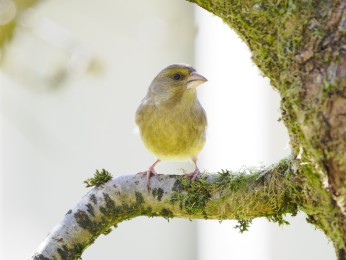 </span><span>Grünfink<a href=https://ernst-wilhelm-grueter.de/auf-dem-campingplatz/gruenfink/#main/><span style='color:salmon;font-size: 1.00em;font-weight: normal'> -> INFOS</strong></a> | © Ernst Wilhelm Grüter, <a style='color:salmon' href='mailto:ewgfoto@posteo.de?subject=BILD%2087243%20Grünfink'> -> E-Mail</a></span>