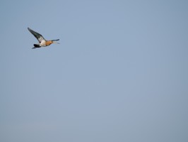 <span style='font-size:1.10em'></span>