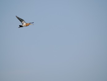 </span><span> | <a href=uferschnepfe/><span style='font-size: 1.00em;font-weight: normal'><strong> -> INFOS</strong></a> | © Ernst Wilhelm Grüter</span>