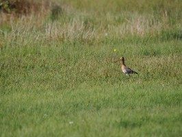 <span style='font-size:1.10em'>in der Dünenlandschaft im Westen Texels</span>