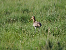<span style='font-size:1.10em'>in der Dünenlandschaft im Westen Texels</span>
