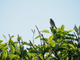 <span style='font-size:1.10em'>Eher an der Westseite Texels</span>