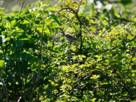 <span style='font-size:1.10em'>Eher an der Westseite Texels</span>