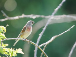 <span style='font-size:1.10em'>Eher an der Westseite Texels</span>