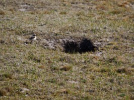 <span style='font-size:1.10em'>in der Dünenlandschaft im Westen Texels</span>