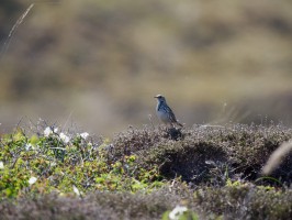 <span style='font-size:1.10em'>Eher an der Westseite Texels</span>