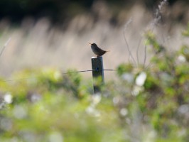 <span style='font-size:1.10em'>Eher an der Westseite Texels</span>