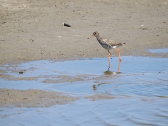 </span><span> | <a href=86997/><span style='font-size: 1.00em;font-weight: normal'><strong> -> INFOS</strong></a> | © Ernst Wilhelm Grüter</span>