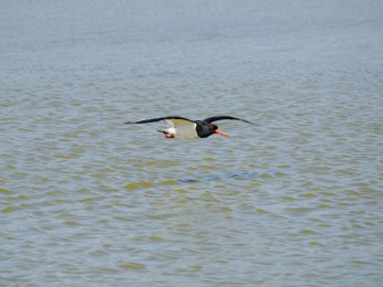 </span><span> | <a href=austernfischer-3/><span style='font-size: 1.00em;font-weight: normal'><strong> -> INFOS</strong></a> | © Ernst Wilhelm Grüter</span>