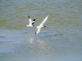 <span style='font-size:1.10em'>Der Säbelschnäbler verscheucht die Lachmöwe, weiter im Süden des Deichs</span>