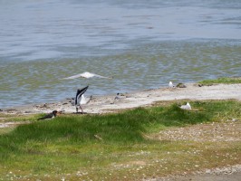 <span style='font-size:1.10em'>Ein Austernfischer verscheucht eine Lachmöwe, weiter im Süden des Deichs</span>