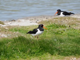 <span style='font-size:1.10em'>weiter im Süden des Deichs</span>