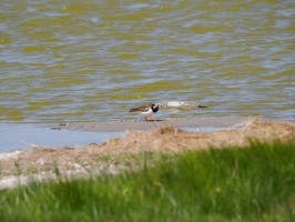 <span style='font-size:1.10em'>weiter im Süden des Deichs</span>