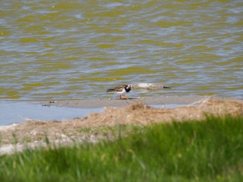 </span><span>weiter im Süden des Deichs | <a href=steinwaelzer-3/><span style='font-size: 1.00em;font-weight: normal'><strong> -> INFOS</strong></a> | © Ernst Wilhelm Grüter</span>