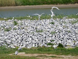 <span style='font-size:1.10em'>auf der Höhe Utopia, Naturdenkmal</span>