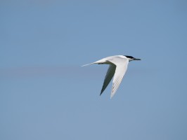 <span style='font-size:1.10em'>auf der Höhe Utopia, Naturdenkmal</span>