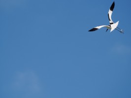 <span style='font-size:1.10em'>auf der Höhe Utopia, Naturdenkmal</span>