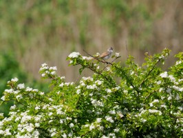 <span style='font-size:1.10em'>Eher an der Westseite Texels</span>