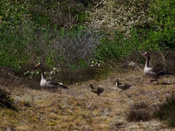 </span><span> | <a href=graugans/><span style='font-size: 1.00em;font-weight: normal'><strong> -> INFOS</strong></a> | © Ernst Wilhelm Grüter</span>