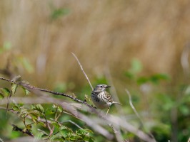 <span style='font-size:1.10em'>Eher an der Westseite Texels</span>