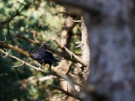 <span style='font-size:1.10em'>Eher an der Westseite Texels</span>