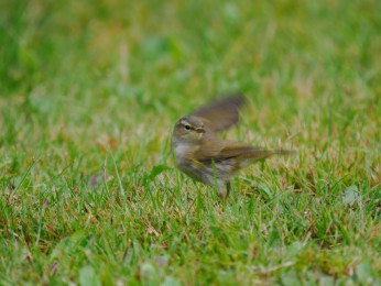 </span><span>Zilpzalp<a href=https://ernst-wilhelm-grueter.de/auf-dem-campingplatz/zilpzalp-3/#main/><span style='color:salmon;font-size: 1.00em;font-weight: normal'> -> INFOS</strong></a> | © Ernst Wilhelm Grüter, <a style='color:salmon' href='mailto:ewgfoto@posteo.de?subject=BILD%2087245%20Zilpzalp'> -> E-Mail</a></span>