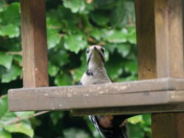 <span style='font-size:1.10em'>Der Buntspecht sitzt an einer Futterstelle, die auf einer Parzelle des Campinplatz aufgestellt wurde.</span>