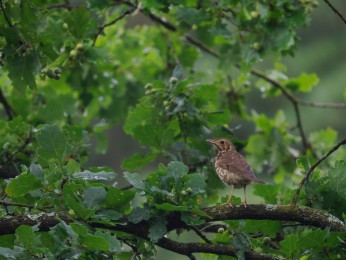 </span><span>Singdrossel<a href=https://ernst-wilhelm-grueter.de/auf-dem-campingplatz/singdrossel/#main/><span style='color:salmon;font-size: 1.00em;font-weight: normal'> -> INFOS</strong></a> | © Ernst Wilhelm Grüter, <a style='color:salmon' href='mailto:ewgfoto@posteo.de?subject=BILD%2087249%20Singdrossel'> -> E-Mail</a></span>
