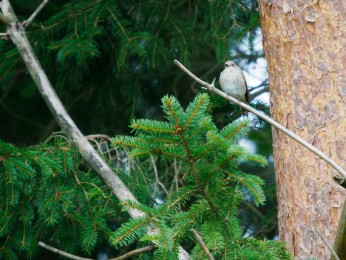 </span><span>Grauschnäpper<a href=https://ernst-wilhelm-grueter.de/auf-dem-campingplatz/grauschnaepper/#main/><span style='color:salmon;font-size: 1.00em;font-weight: normal'> -> INFOS</strong></a> | © Ernst Wilhelm Grüter, <a style='color:salmon' href='mailto:ewgfoto@posteo.de?subject=BILD%2087253%20Grauschnäpper'> -> E-Mail</a></span>