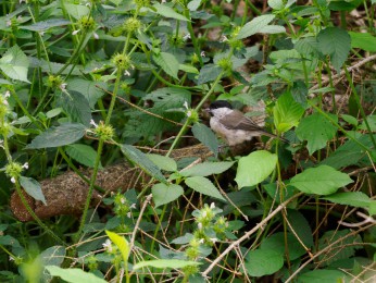 </span><span>Weidenmeise<a href=https://ernst-wilhelm-grueter.de/auf-dem-campingplatz/weidenmeise/#main/><span style='color:salmon;font-size: 1.00em;font-weight: normal'> -> INFOS</strong></a> | © Ernst Wilhelm Grüter, <a style='color:salmon' href='mailto:ewgfoto@posteo.de?subject=BILD%2087255%20Weidenmeise'> -> E-Mail</a></span>