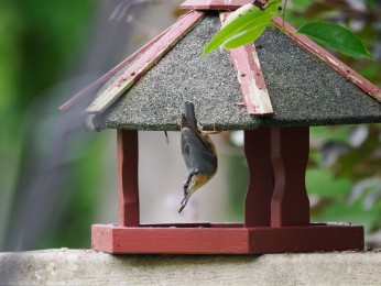 </span><span>Kleiber<a href=https://ernst-wilhelm-grueter.de/auf-dem-campingplatz/kleiber-3/#main/><span style='color:salmon;font-size: 1.00em;font-weight: normal'> -> INFOS</strong></a> | © Ernst Wilhelm Grüter, <a style='color:salmon' href='mailto:ewgfoto@posteo.de?subject=BILD%2087257%20Kleiber'> -> E-Mail</a></span>