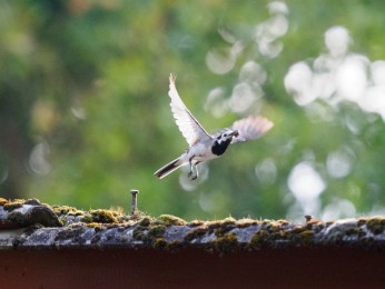 </span><span>Bachstelze<a href=https://ernst-wilhelm-grueter.de/auf-dem-campingplatz/bachstelze/#main/><span style='color:salmon;font-size: 1.00em;font-weight: normal'> -> INFOS</strong></a> | © Ernst Wilhelm Grüter, <a style='color:salmon' href='mailto:ewgfoto@posteo.de?subject=BILD%2087259%20Bachstelze'> -> E-Mail</a></span>