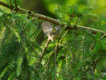 </span><span>Wintergoldhähnchen<a href=https://ernst-wilhelm-grueter.de/auf-dem-campingplatz/wintergoldhaehnchen-3/#main/><span style='color:salmon;font-size: 1.00em;font-weight: normal'> -> INFOS</strong></a> | © Ernst Wilhelm Grüter, <a style='color:salmon' href='mailto:ewgfoto@posteo.de?subject=BILD%2087261%20Wintergoldhähnchen'> -> E-Mail</a></span>