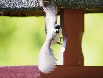 </span><span>Weidenmeise<a href=https://ernst-wilhelm-grueter.de/auf-dem-campingplatz/weidenmeise-2/#main/><span style='color:salmon;font-size: 1.00em;font-weight: normal'> -> INFOS</strong></a> | © Ernst Wilhelm Grüter, <a style='color:salmon' href='mailto:ewgfoto@posteo.de?subject=BILD%2087265%20Weidenmeise'> -> E-Mail</a></span>