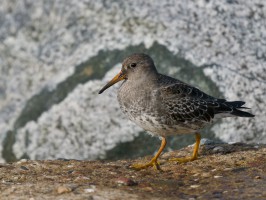 <span style='font-size:1.10em'>Meerstrandläufer an der Nordostmole</span>