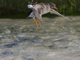 <span style='font-size:1.10em'>Meerstrandläufer an der Nordostmole</span>