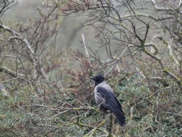 <span style='font-size:1.10em'>Nebelkrähe in den Büschen im Bereich des Hauses der Jugend</span>