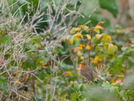 <span style='font-size:1.10em'>Rotkehlchen in herbstlichen Büschen</span>