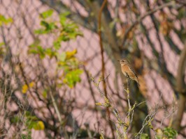 <span style='font-size:1.10em'>Schwarzkehlchen im Unterland (urbaner Bereich)</span>