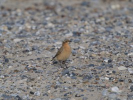 <span style='font-size:1.10em'>Steinschmätzer auf dem Nordstrand</span>