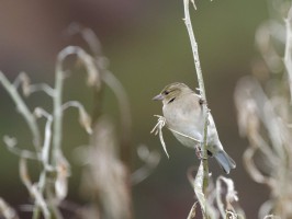 <span style='font-size:1.10em'>Buchfink in herbstlich trockenen Zweigen</span>